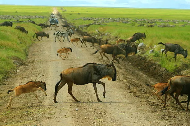 Wildebeest moving across a dusty road in Tanzania