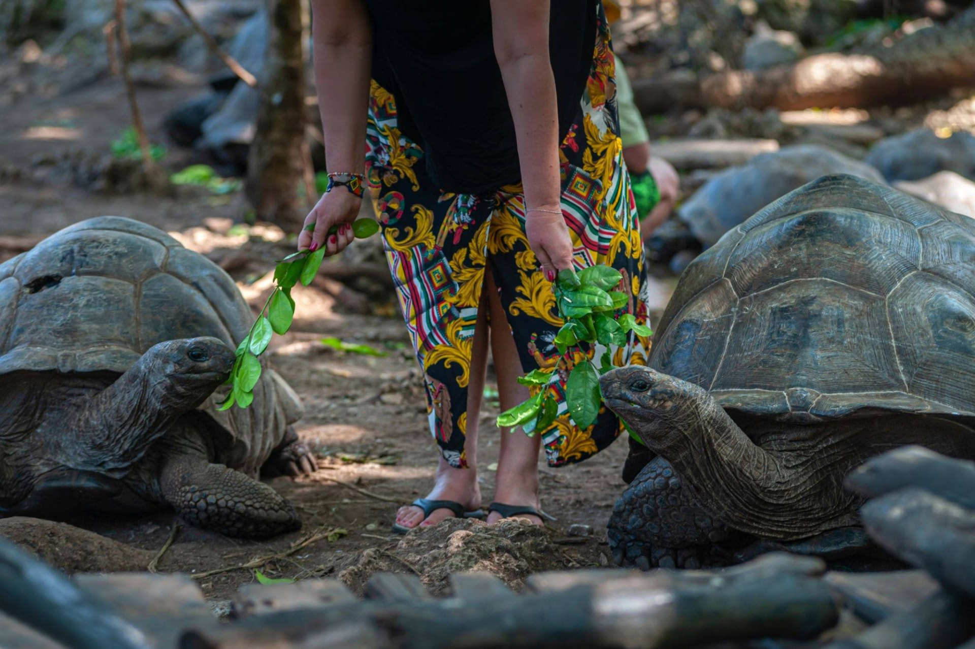 A visitor feeding leaves to giant Aldabra tortoises on Prison Island