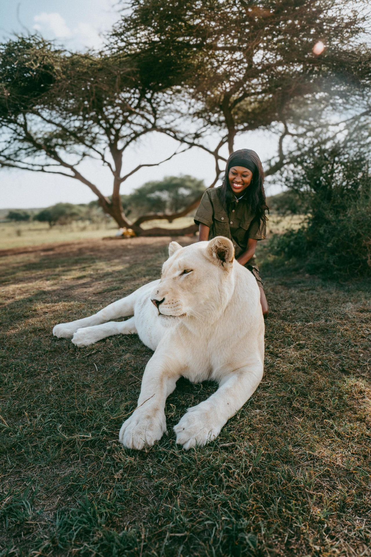 A guest sitting beside a resting white lioness under an acacia tree