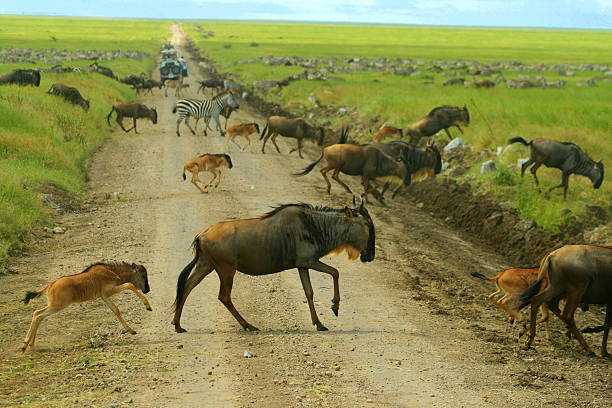 Wildebeest and a calf crossing a green Serengeti track ahead of safari vehicles