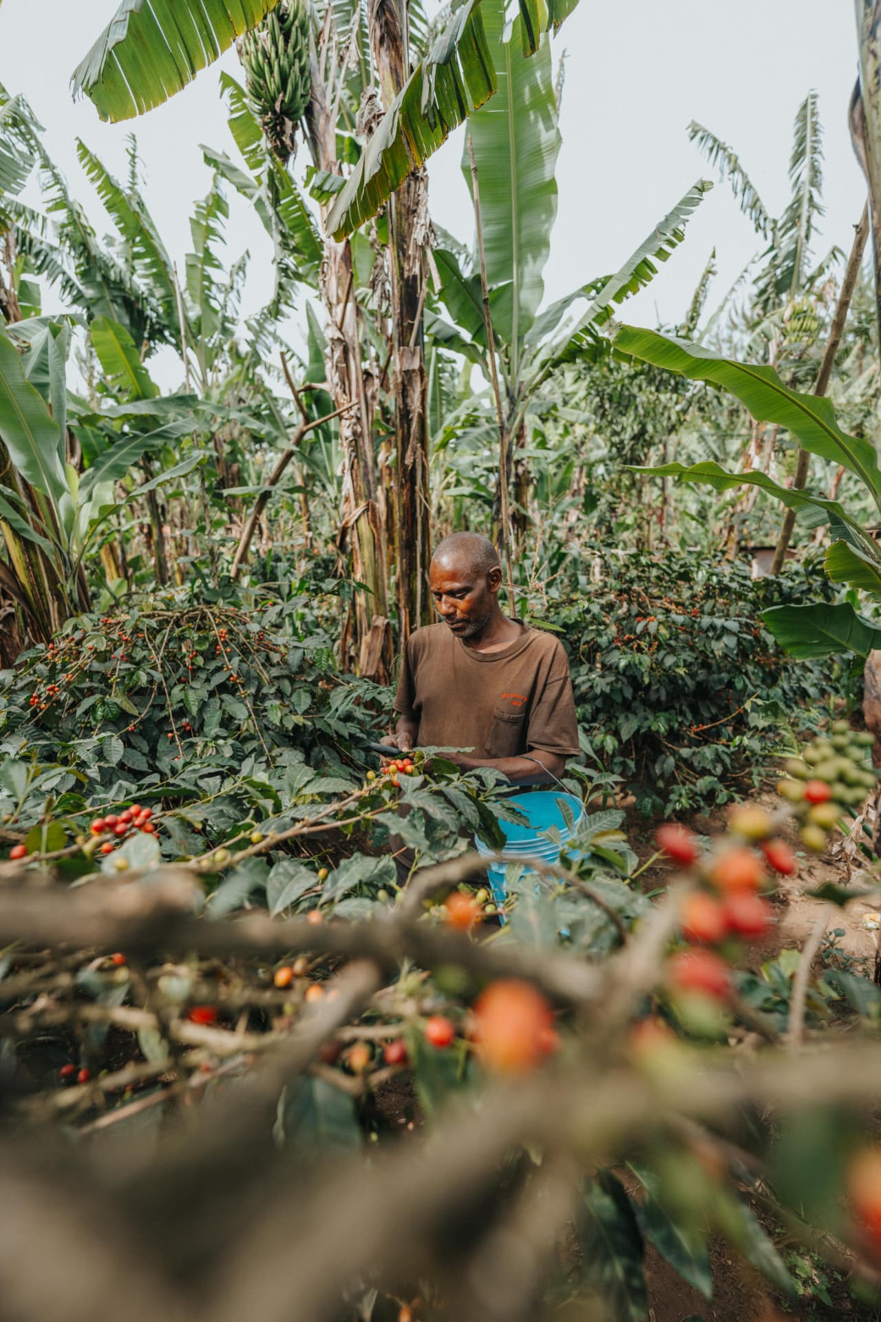 Coffee cherries growing on a coffee plant beneath banana trees