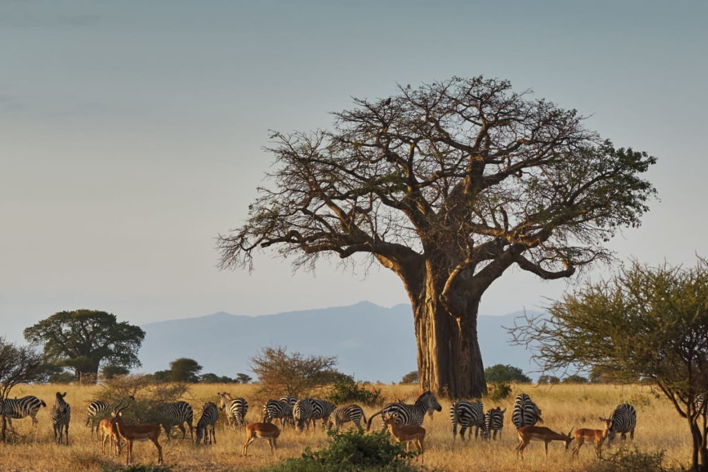 Zebra and impala grazing beneath a huge baobab tree in Tarangire at dusk