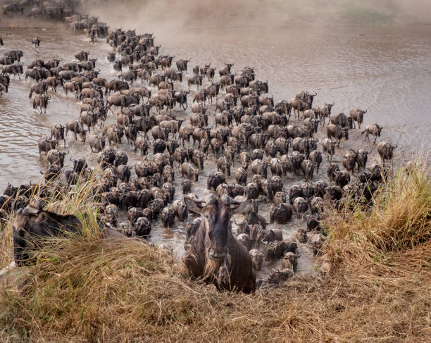 Wildebeest and zebra crossing a wide river during the Great Migration