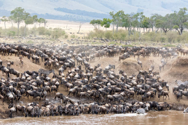 Thousands of wildebeest and zebra massed on the banks of the Mara River