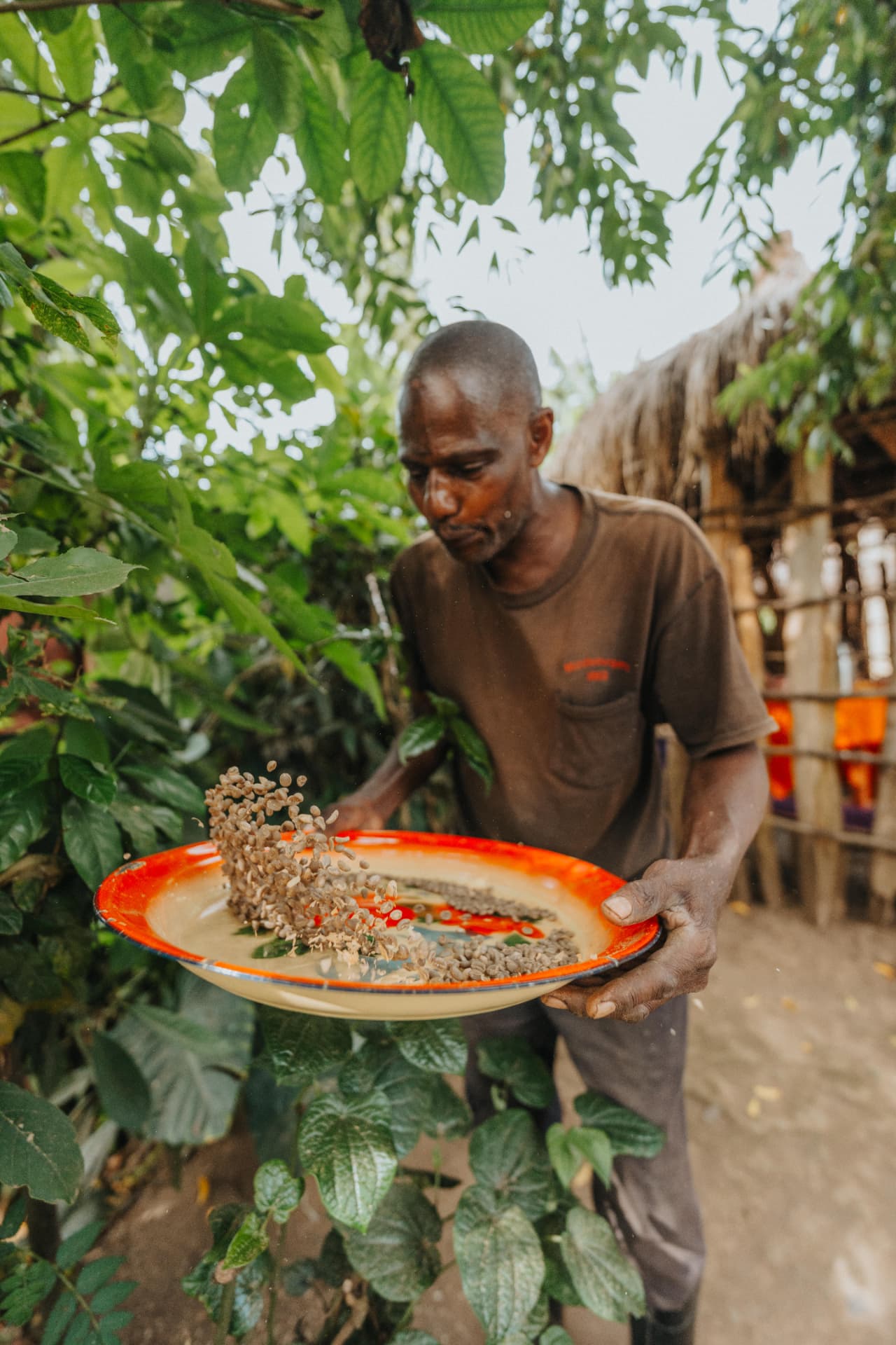 A local farmer cleaning freshly harvested coffee beans on a tray