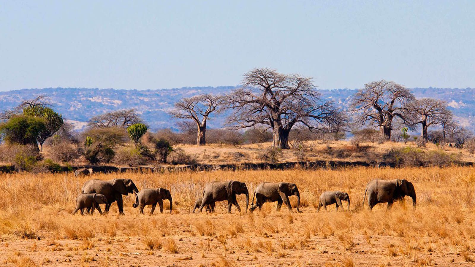 Tarangire
