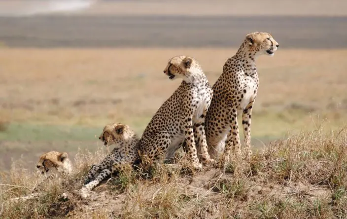 9-Day Serengeti, Ngorongoro & Tarangire Tour