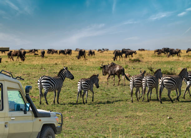 Zebra grazing on the open Serengeti plains
