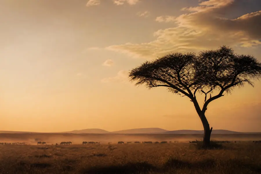 Golden light over the Serengeti plains with a lone acacia tree