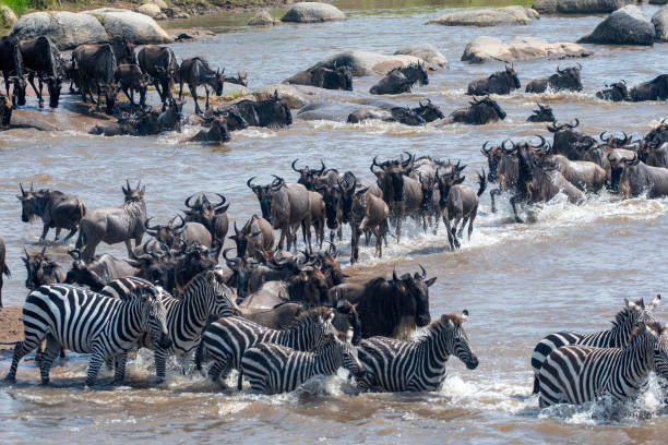 Masai Mara