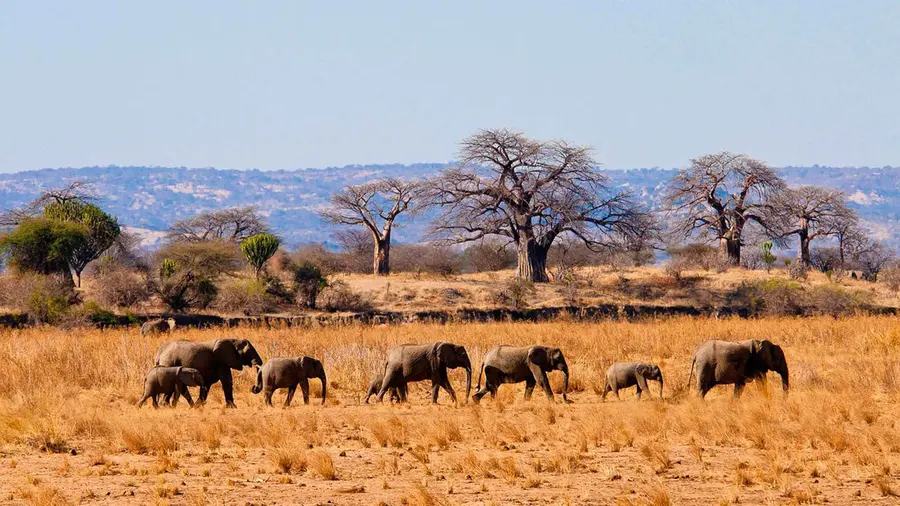 Tarangire