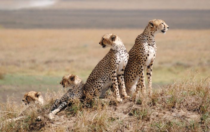 Serengeti