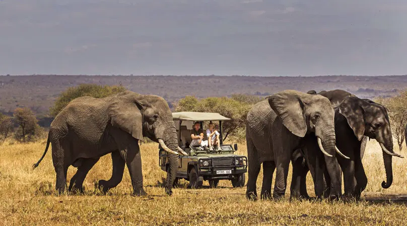 Elephants passing close to an open safari vehicle in Tarangire