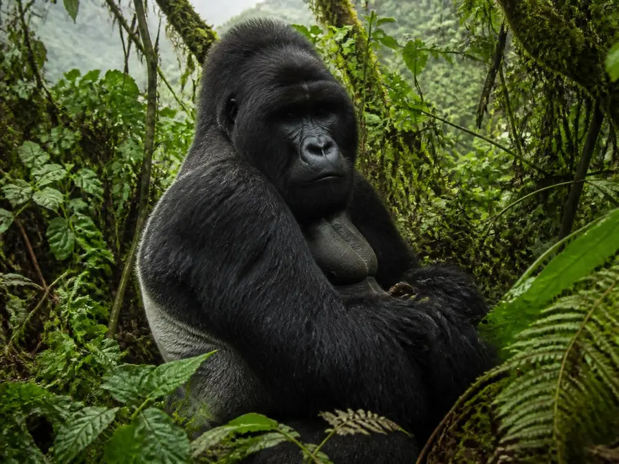 Uganda