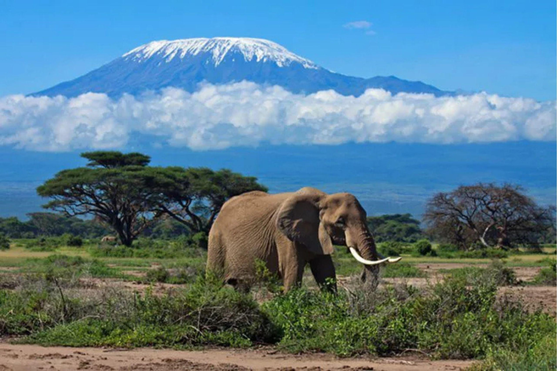 An elephant grazing on the plains with Mount Kilimanjaro behind