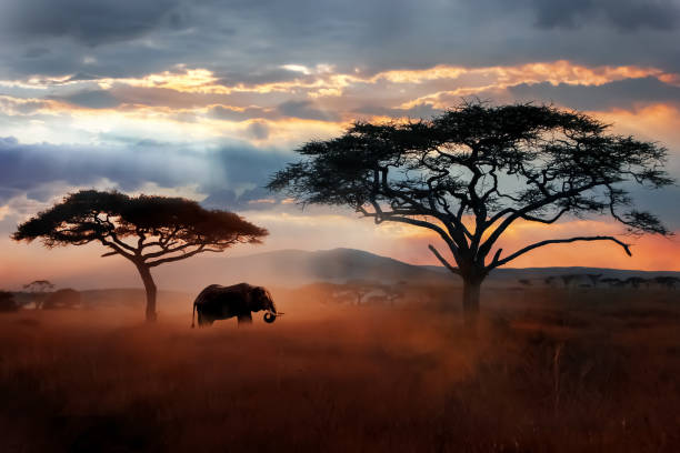 An elephant crossing the savanna at sunset