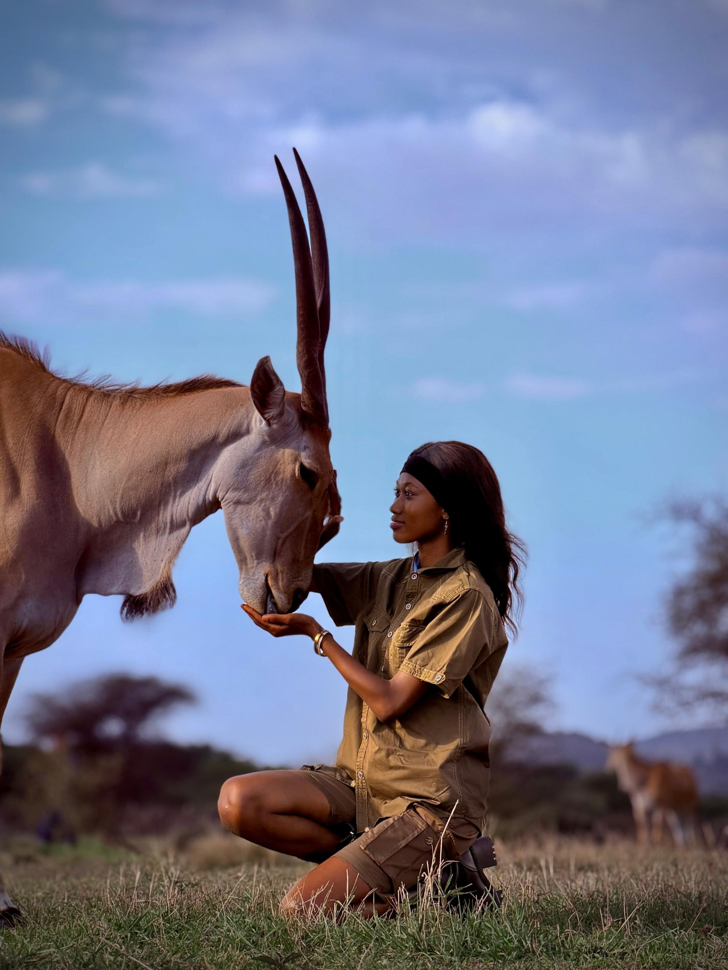 A woman kneeling in the grass hand-feeding an eland antelope at dusk