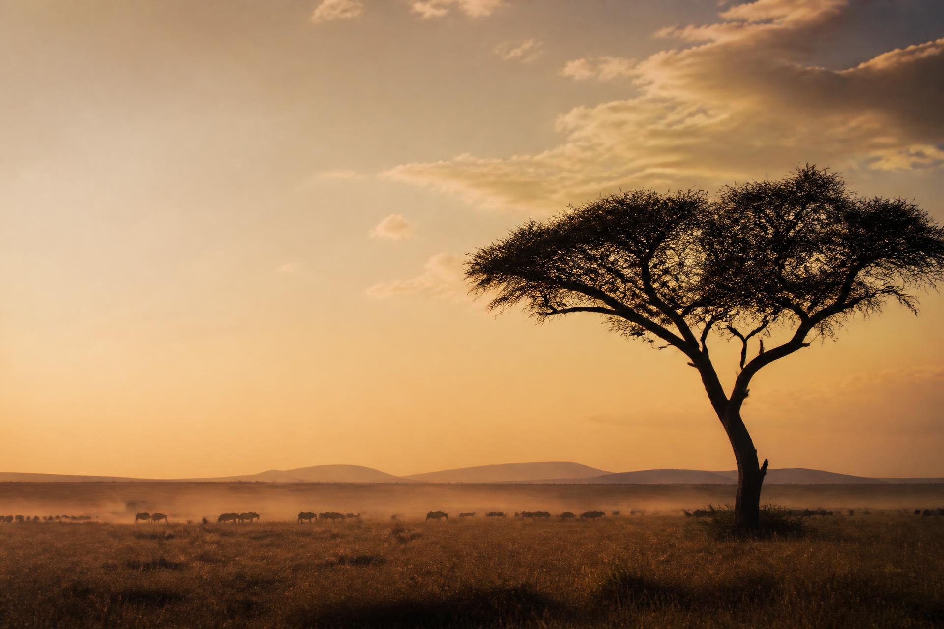 Golden light over the Serengeti plains with a lone acacia tree